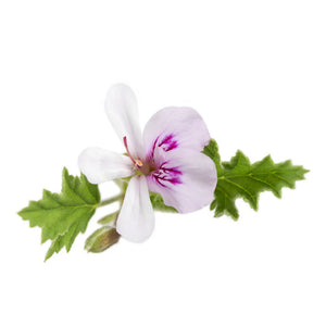 Floral Bouquet