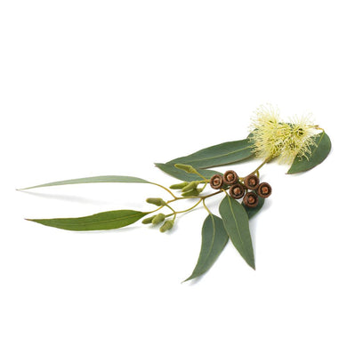 Eucalyptus Radiata