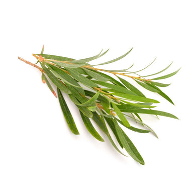 Tea Tree
